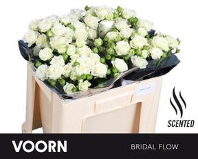 Rosa tr bridal flow