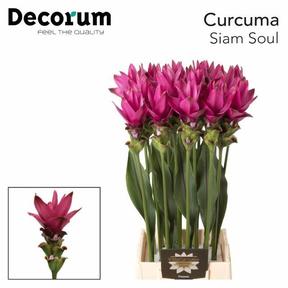 Curcuma siam soul