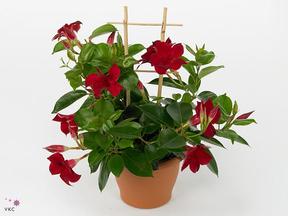 Mandevilla mix