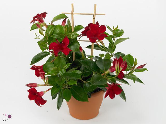 Mandevilla mix