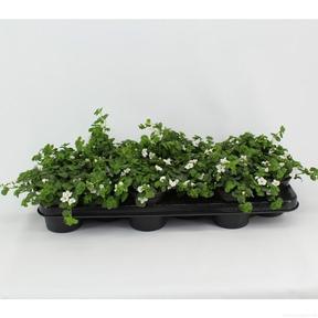 Bacopa mix