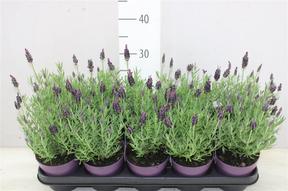 Lavandula stoechas 