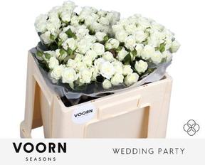 Rosa tr wedding party