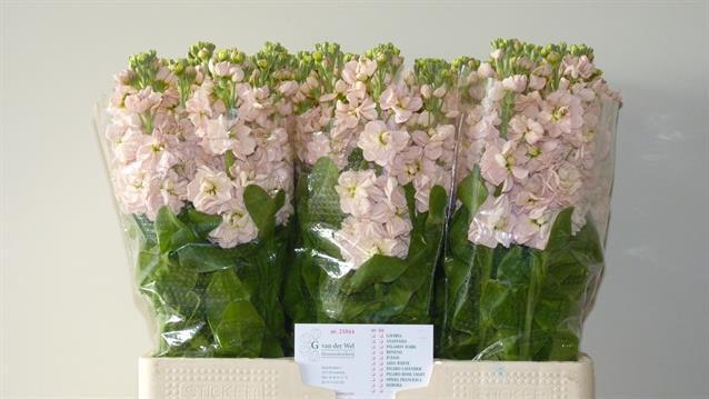 Matthiola milla salmon