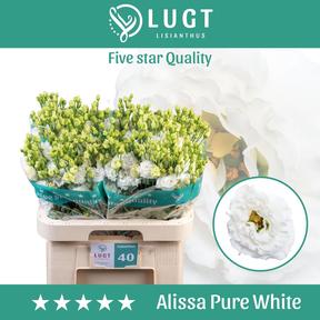 Eustoma du alissa pure white