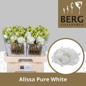 Eustoma du alissa pure white