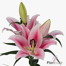 Lilium or frontera
