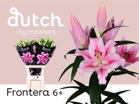 Lilium or frontera