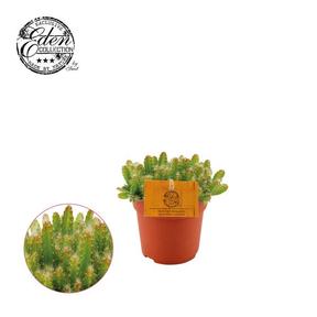 Hylocereus undatus