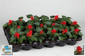 Salvia splendens 
