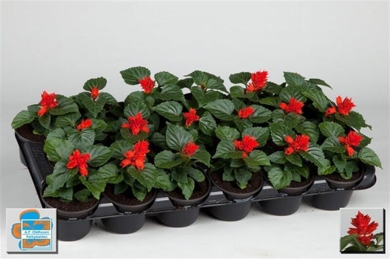Salvia splendens 