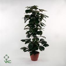 Tetrastigma