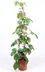 Tetrastigma