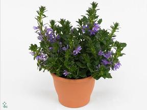 Scaevola  CZ