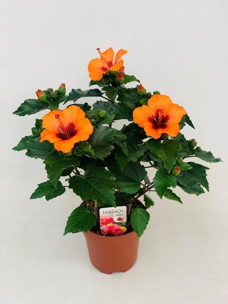 Hibiscus rosa-sin. Petit orange