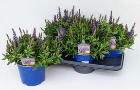 Salvia nemorosa Deep Blue