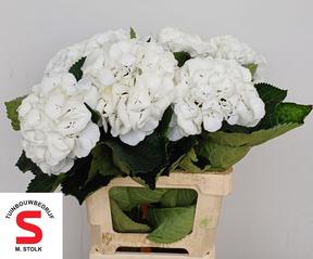 Hydrangea schneeball