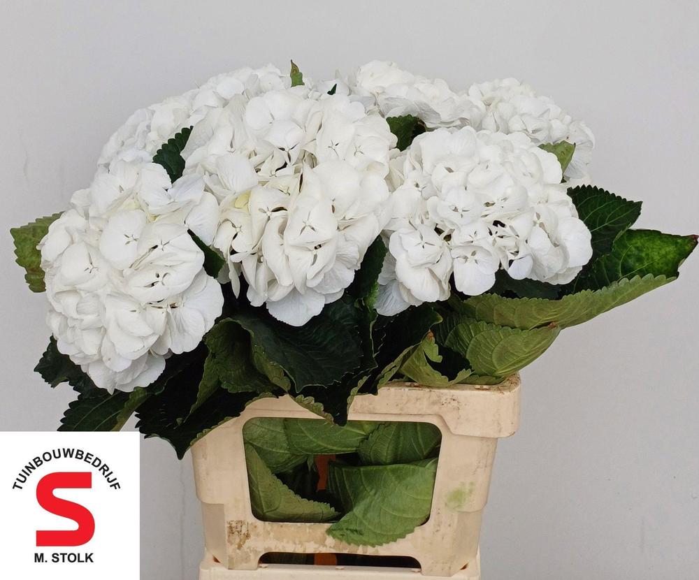 Hydrangea schneeball