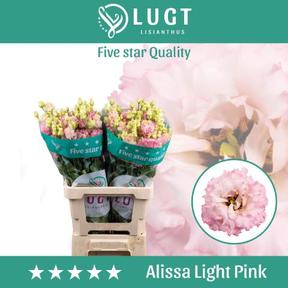 Eustoma du alissa light pink