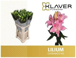 Lilium or catemaco