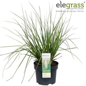 Cortaderia selloana