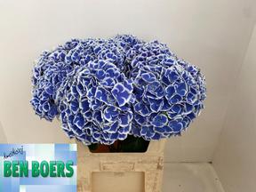 Hydrangea beau dali