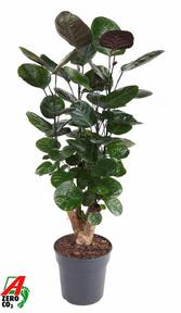 Polyscias Fabian