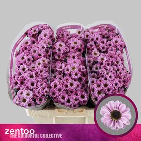 Chrys sa ying yang pink