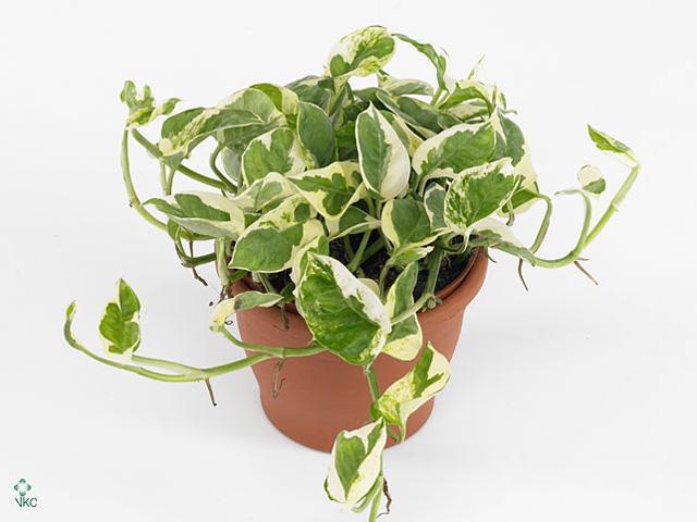 Epipremnum Marble Queen- závěs