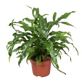 Microsorum diversifolium