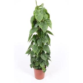 Philodendron scandens column