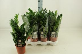 Zamioculcas 5+