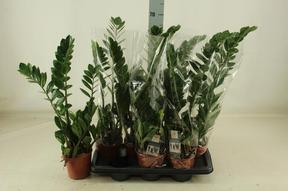 Zamioculcas 5+