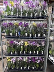 Phalaenopsis Cascade mix 2tak