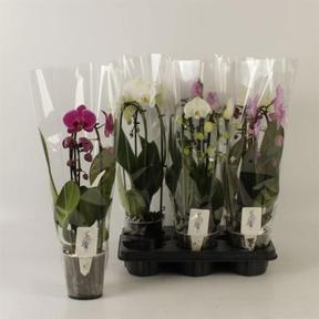 Phalaenopsis Cascade mix 2tak