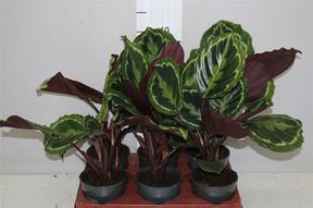 Calathea Medallion