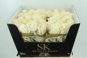 Rosa gr lovely avalanche+