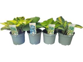 Hosta mix