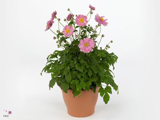Anemone Spring Beuty Pink