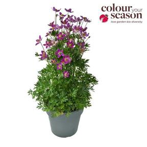 Anemone Spring Beuty Pink