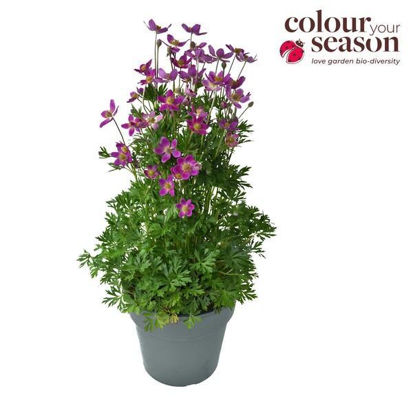 Anemone Spring Beuty Pink