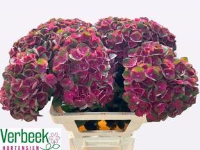 Hydrangea mag charlotte