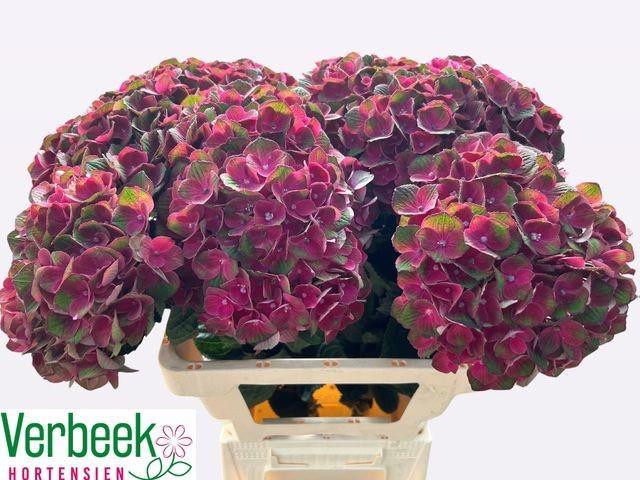 Hydrangea mag charlotte