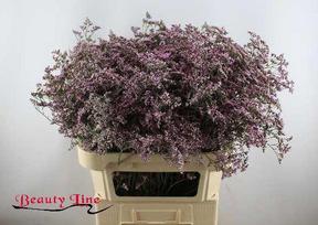 Limonium safora oshi pink