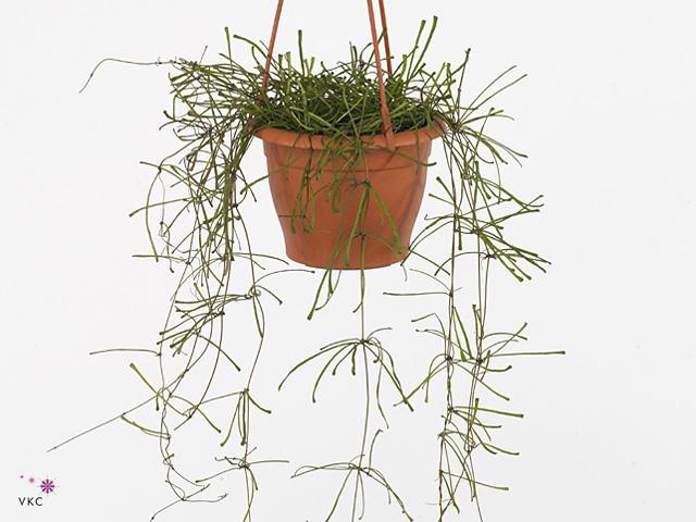 Hoya linearis závěs