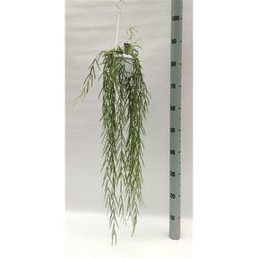 Hoya linearis závěs