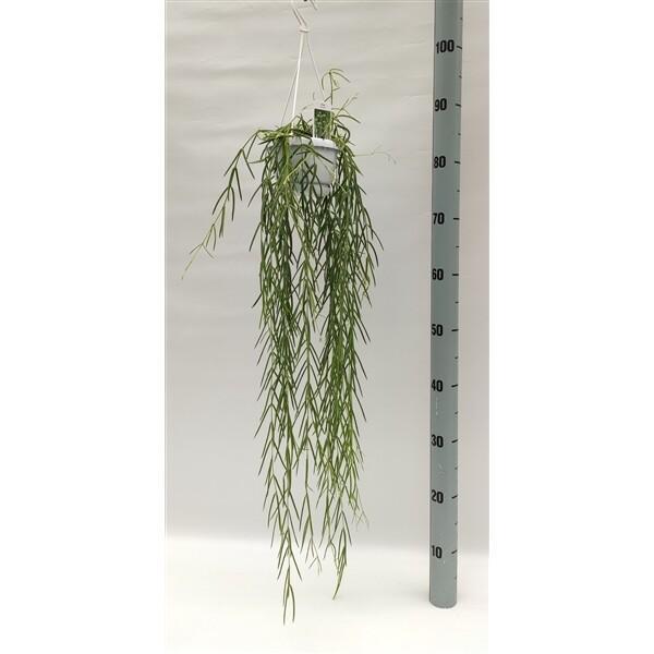 Hoya linearis závěs