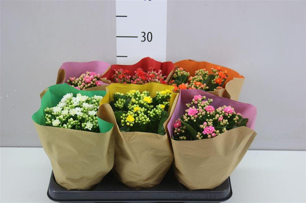 Kalanchoe Calandiva mix
