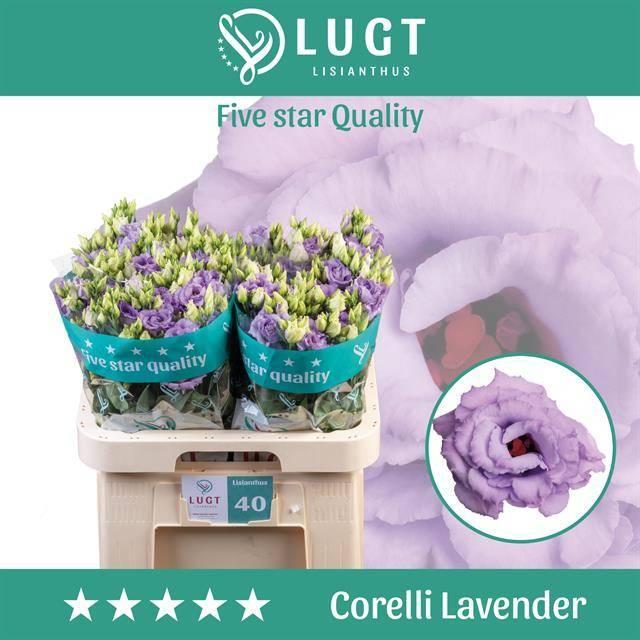 Eustoma du corelli lavender