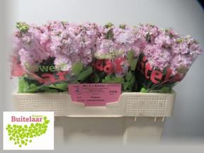 Matthiola iron cherry blossom